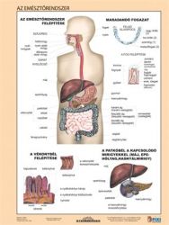 STIEFEL A4 "Az emésztőrendszer" tanulói munkalap