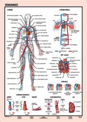 STIEFEL A4 "Vérkeringés" tanulói munkalap